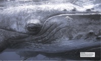 414-415_Whale